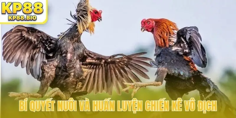 Bí quyết nuôi và huấn luyện chiến kê vô địch