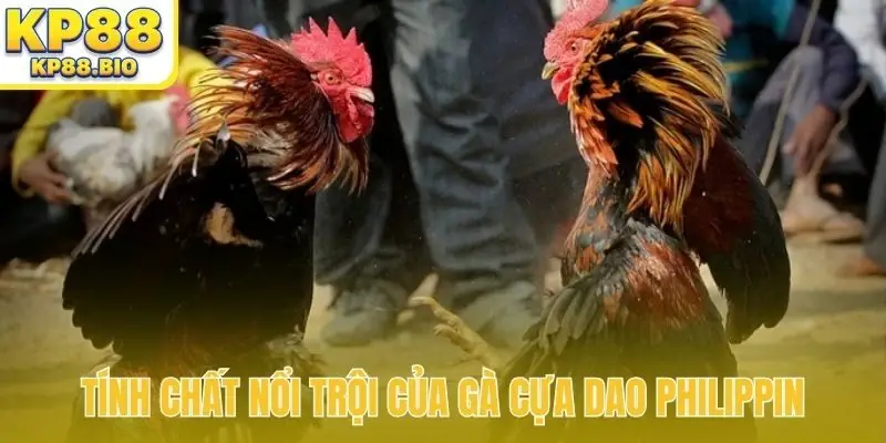 Tính chất nổi trội của gà cựa dao Philippin